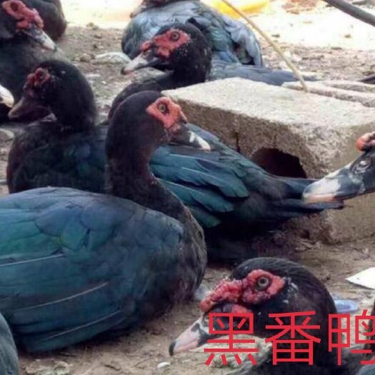 南宁 大种黑番鸭苗