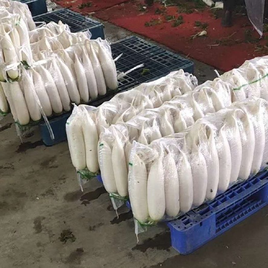 天门市湖北天门白萝卜种植基地，提供清洗，打冷，分拣，调车发货