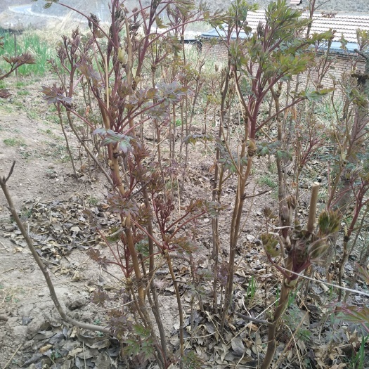永登县 牡丹四年生苗