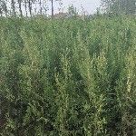 莒南县 侧柏苗。自家苗圃得苗子。都是杯苗。量大价格实惠。