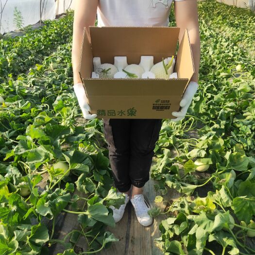 西安 阎良甜瓜产地现摘直发支持一件代