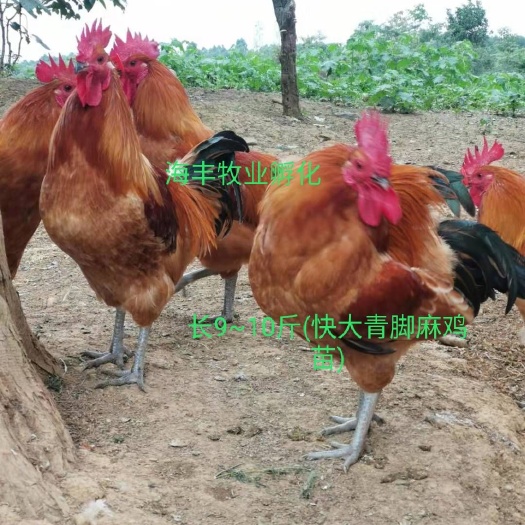 灵山县麻鸡苗  《孵房直供大苗》快大型青脚麻苗 供包打疫苗   质量保证