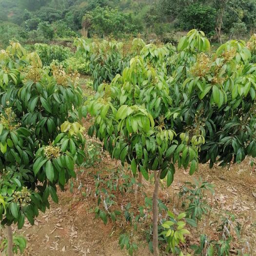 灵山县无核荔枝苗