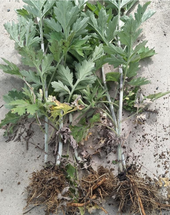 通江县艾草苗  艾草种苗 陈艾苗   现挖现发货