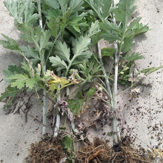 通江县艾草苗  艾草种苗 陈艾苗   现挖现发货