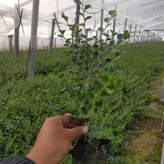  龟甲冬青，基地直销 ，平枝荀子，常年销售各种绿化苗木。