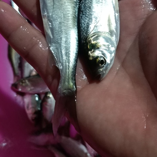 南宁白鲢鱼苗