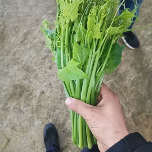 南宁佛手瓜苗龙须菜广西靖西基地直发