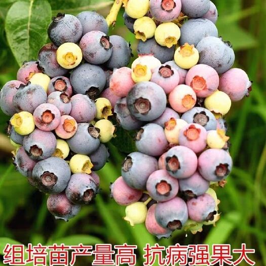 惠安县 带花带土带叶蓝莓苗果树苗南放北方室内外阳台庭院盆栽地栽