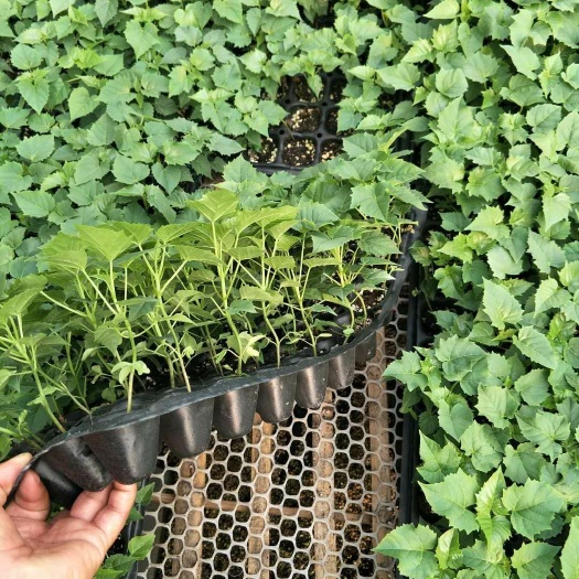 周口楸树苗 大量出售楸树杯苗