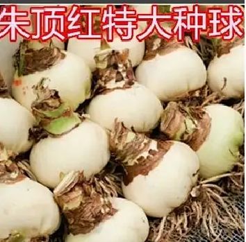 朱顶红种球  荷兰朱顶红重瓣种球庭院种植花卉盆栽室内花苗