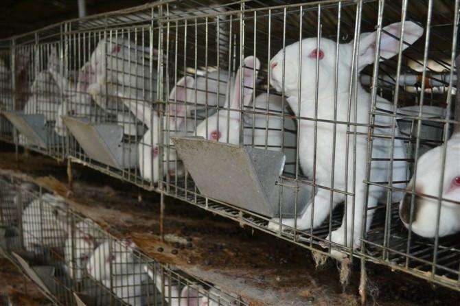 湛江伊拉兔 有一批种兔出售