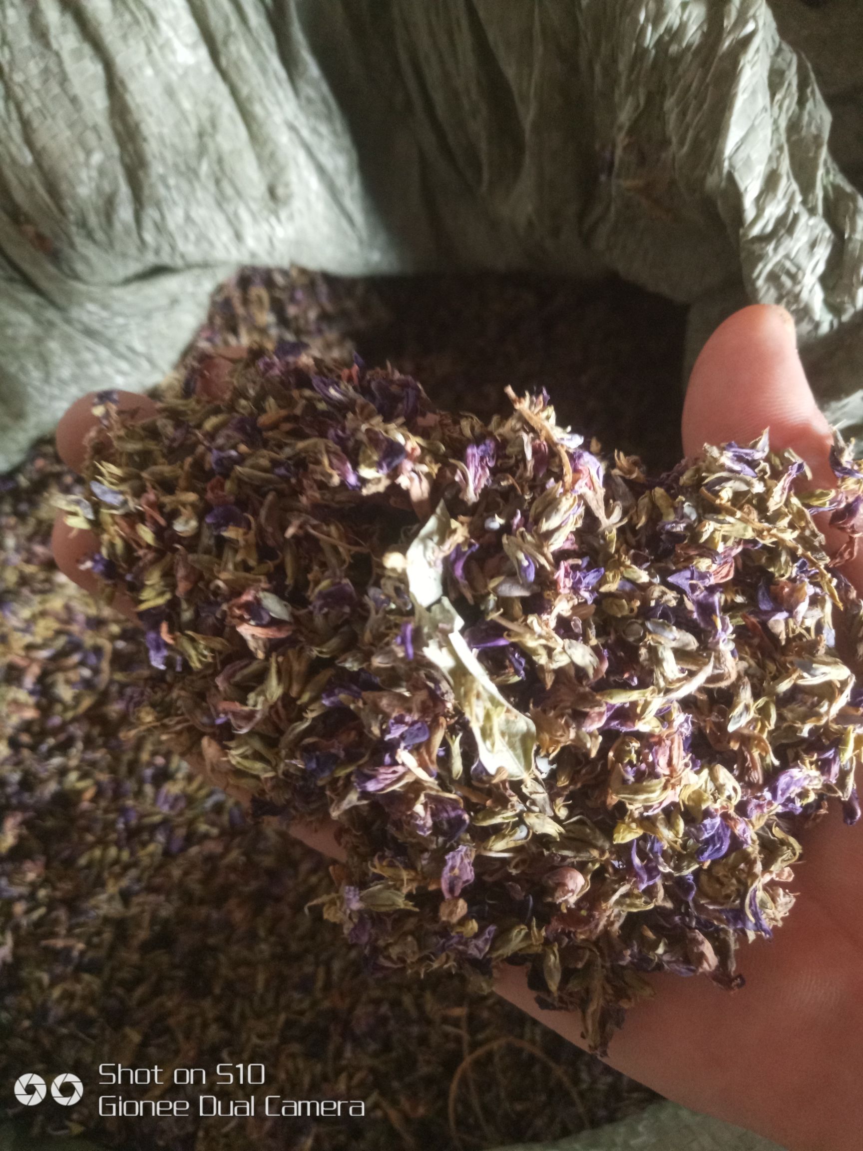 耒阳市 葛花，