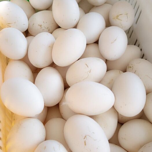 盘锦种鹅蛋 食用 散装