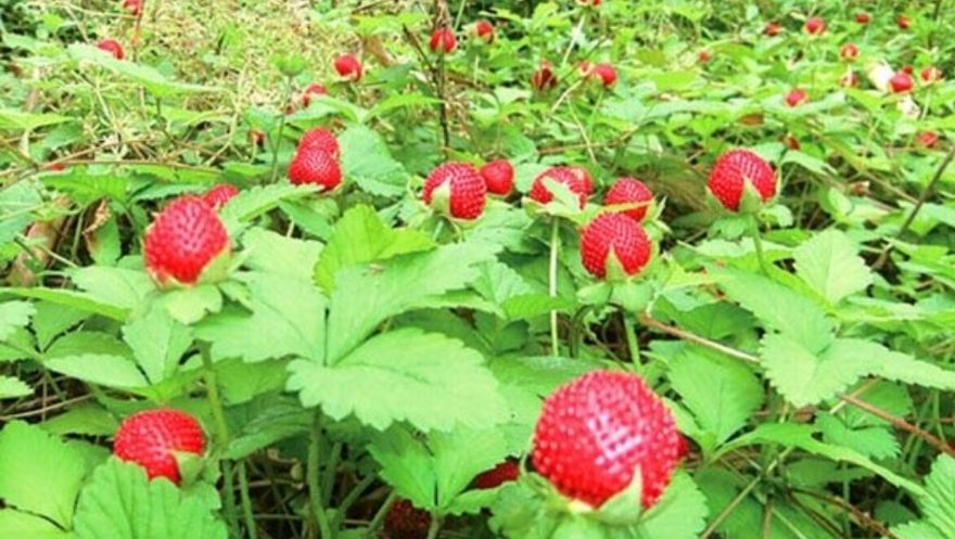 通江县蛇莓 草莓种苗    现挖现发货