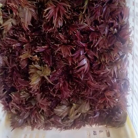 新泰市干香椿芽 二茬香椿芽大量上市，芽嫩，量大！！