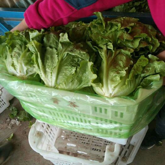 邯郸 精品意大利生菜大量上市中