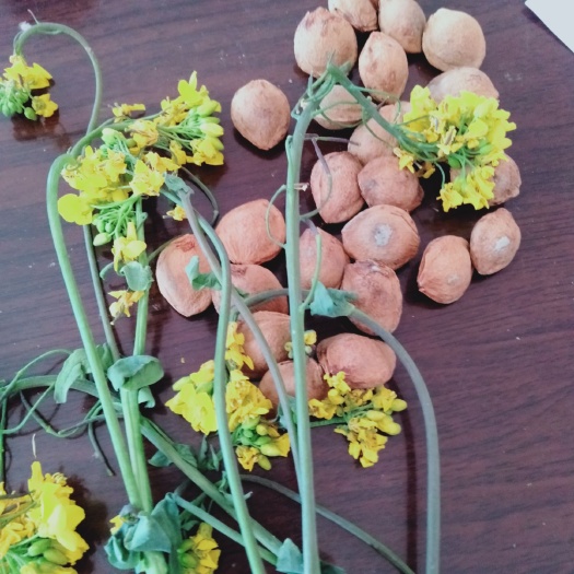 镇原县 陇东薄皮核桃