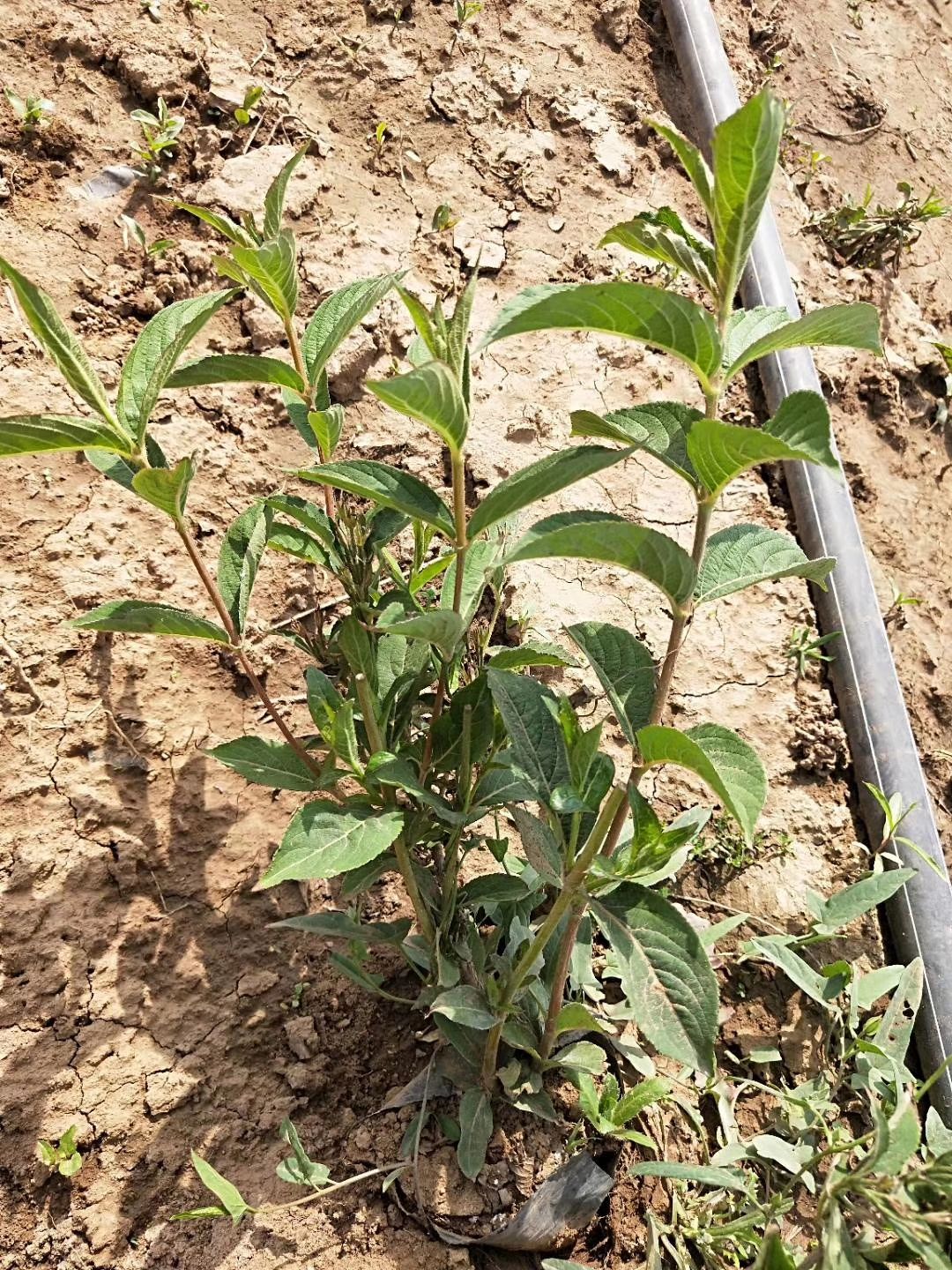 锦带花 红王子锦带，基地直销，锦带，常年销售各种绿化苗木。
