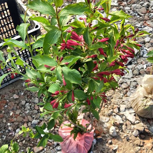 杭州红王子锦带花叶锦带。