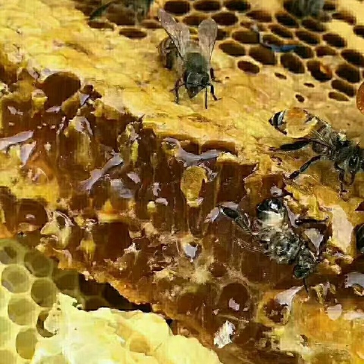 双江县 土蜂蜜，巢蜜