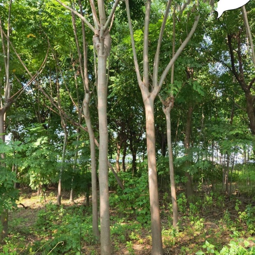 蚌埠 苗圃到期，急售1-4栾树，3-4公分海棠，2-5公分大叶女