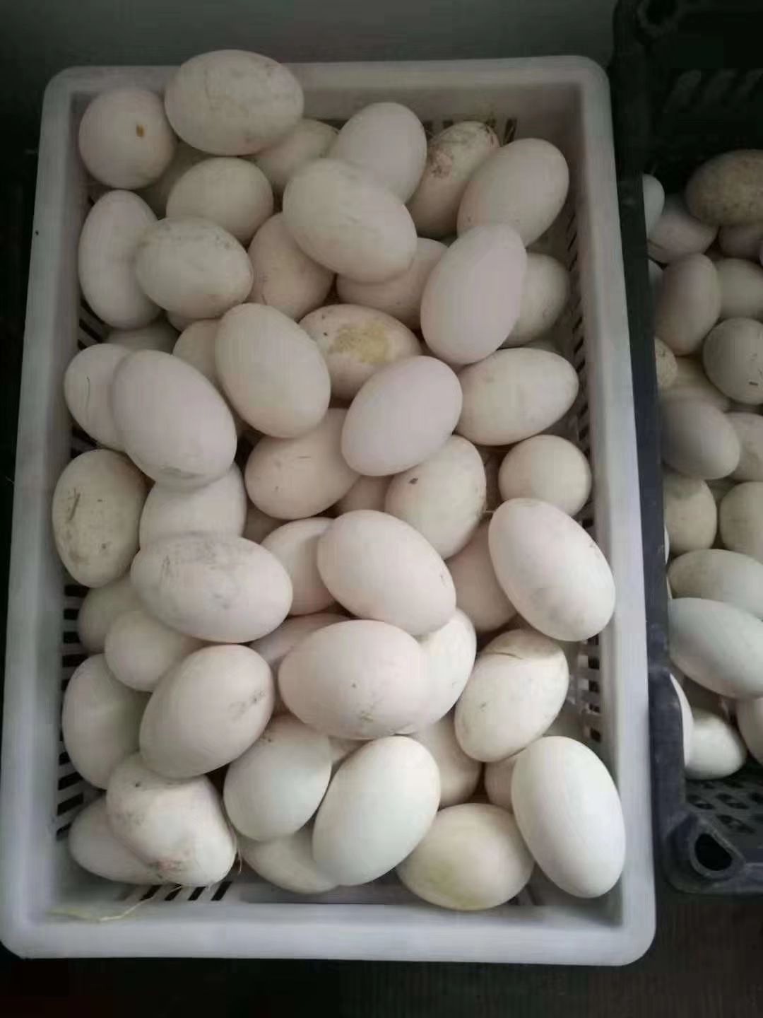  纯绿色鹅蛋