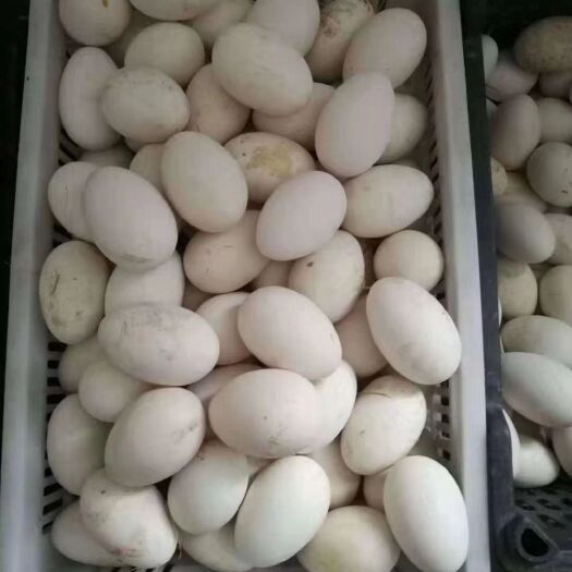 富裕县 纯绿色鹅蛋