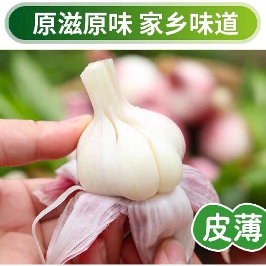 通许县金乡大蒜 精品鲜蒜  现挖现卖  当天发货