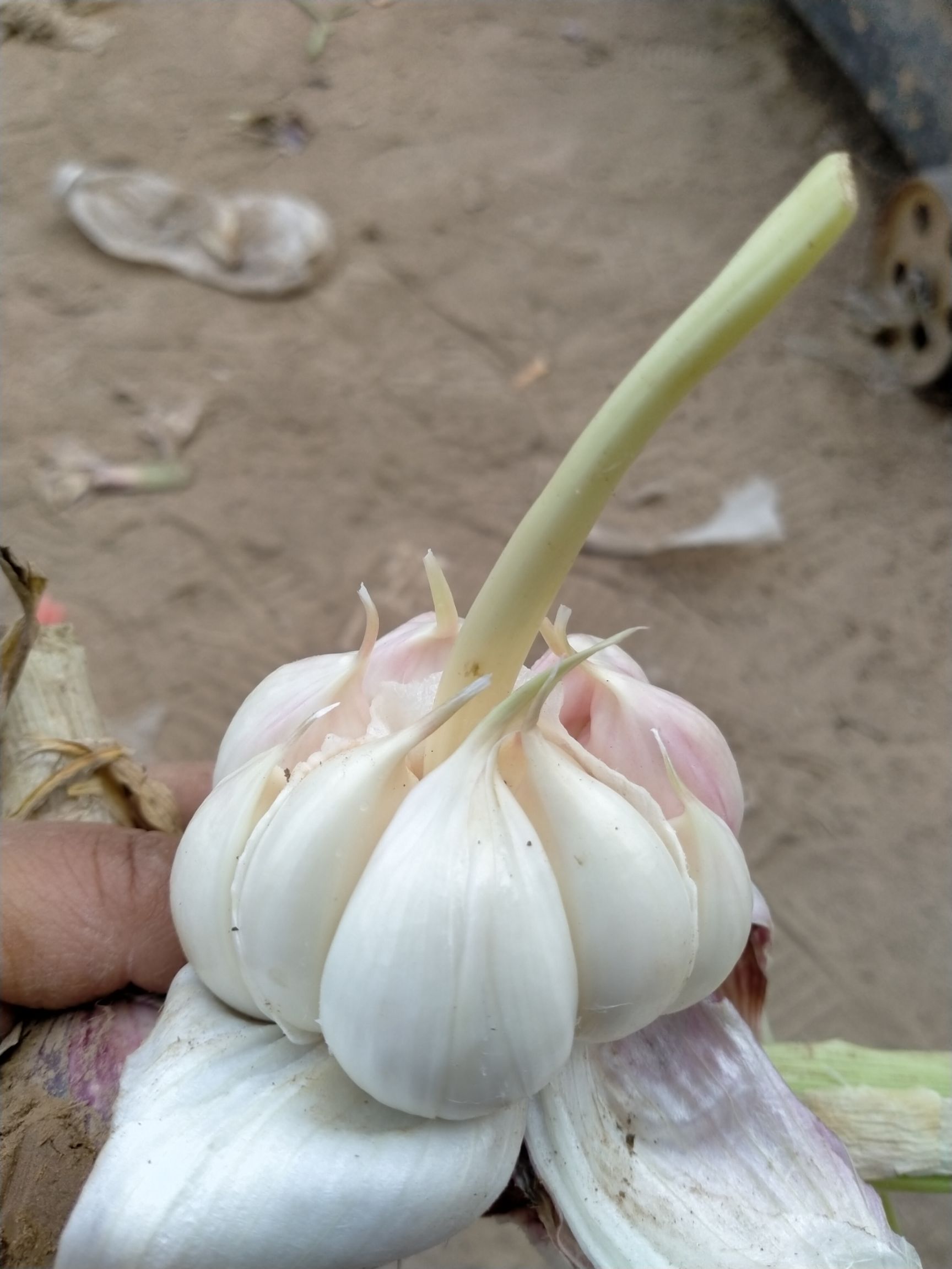  新鲜紫皮大蒜，大量上市中，5公分以上，