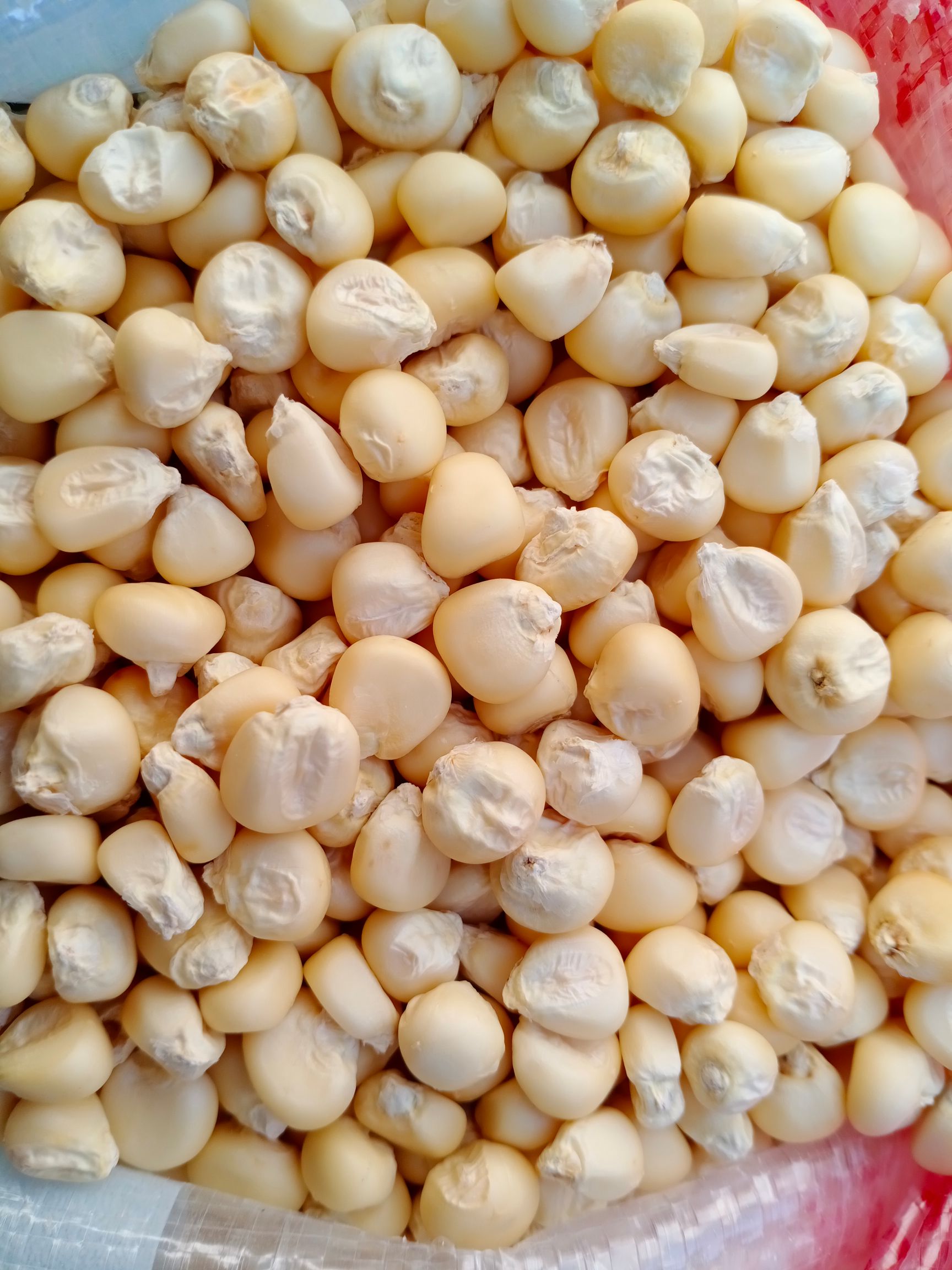 稷秾3玉米种子图片
