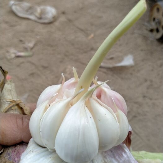 杞县 新鲜紫皮大蒜，大量上市中，5公分以上，