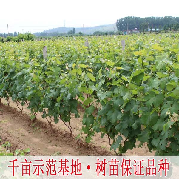  红提葡萄苗巨峰夏黑蓝宝石玫瑰香阳光玫瑰品种齐全量大优惠