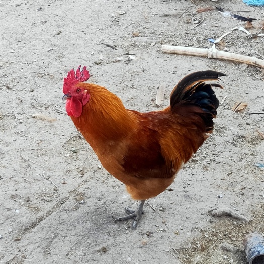 定远县 散养土鸡，喂玉米稻糠，口感保证，