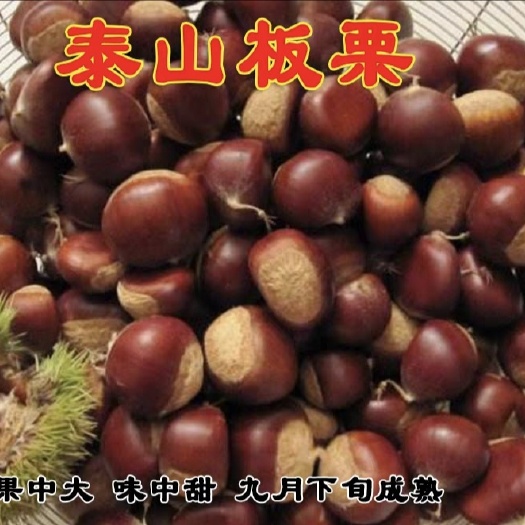平邑县 泰山板栗苗 当年结果苗 包品种 果大甜 地里现挖现卖量大优惠