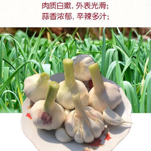 通许县紫皮大蒜 保证新鲜。不新鲜包退