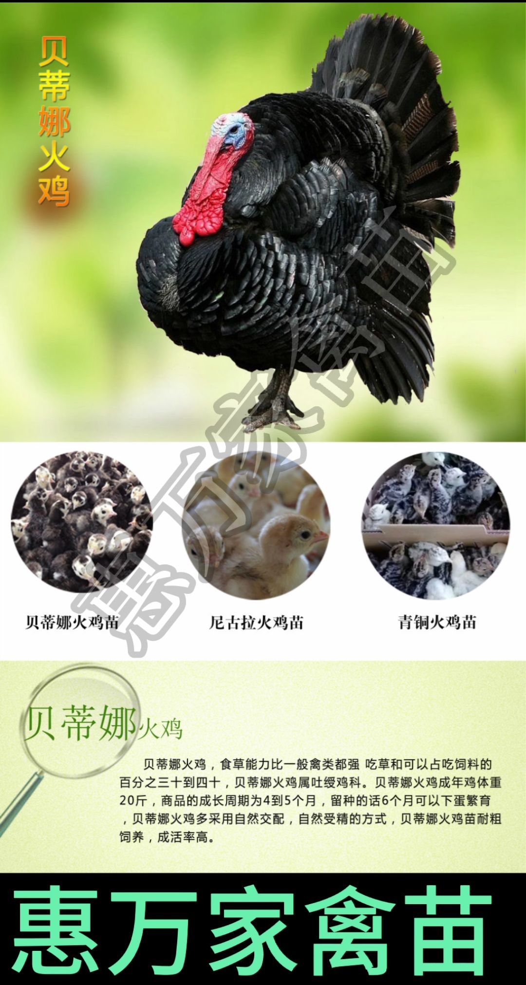 青铜火鸡苗 贝蒂娜火鸡苗 黑火鸡苗 包疫苗 成活高