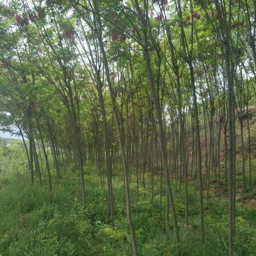 周至县周至香花槐