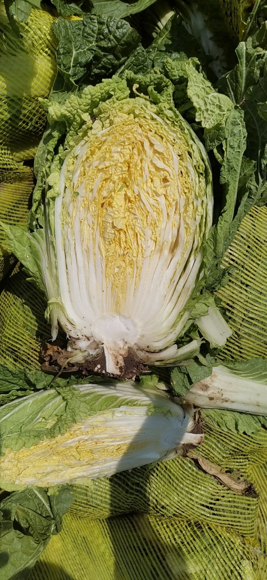 郯城县黄心大白菜