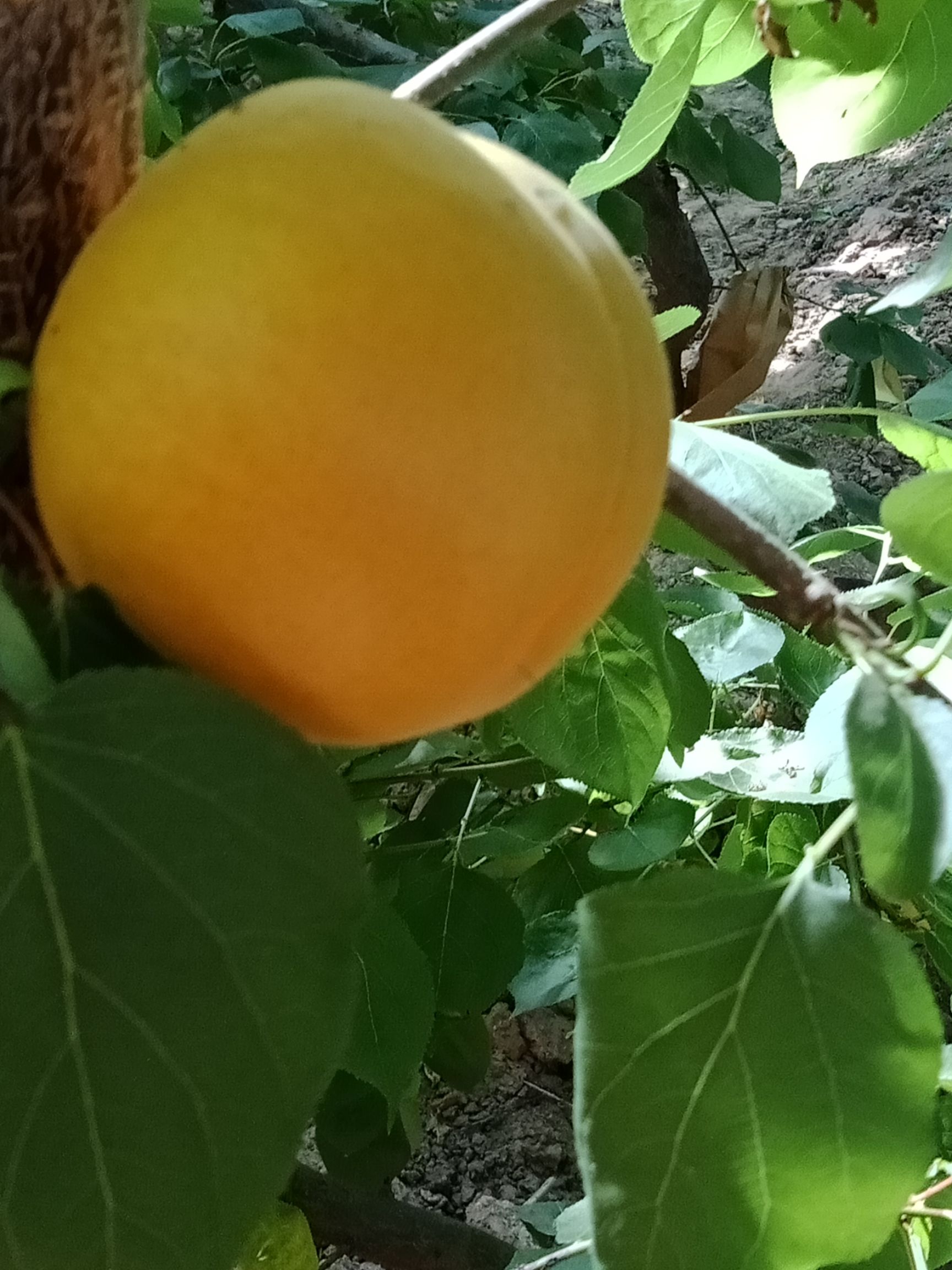 金太阳杏 口感酸甜，个大