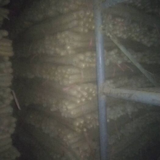 菏泽 优质铁棍山药