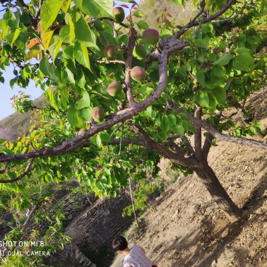 蒙阴县 预售：金太阳，凯特，珍珠油杏