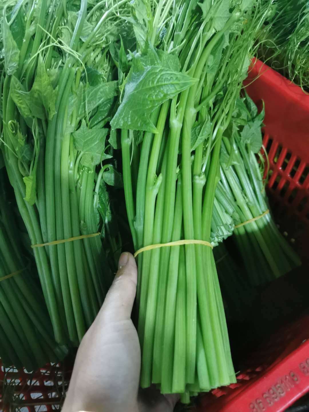 佛手瓜苗龙须菜广西靖西基地直发