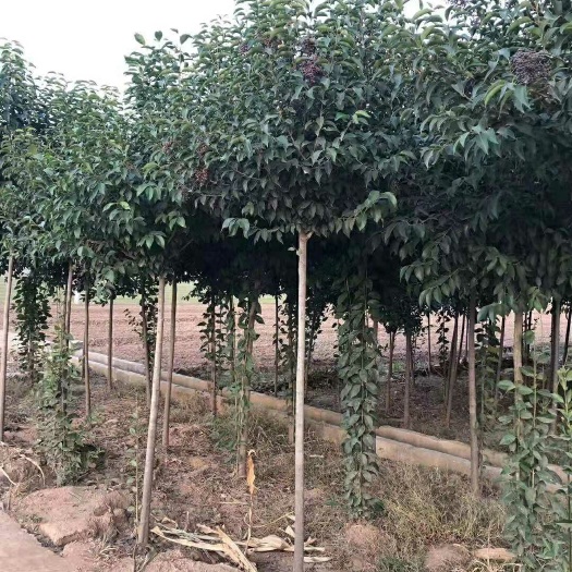 蚌埠 苗圃到期，急售1-4栾树，3-4公分海棠，2-5公分大叶女