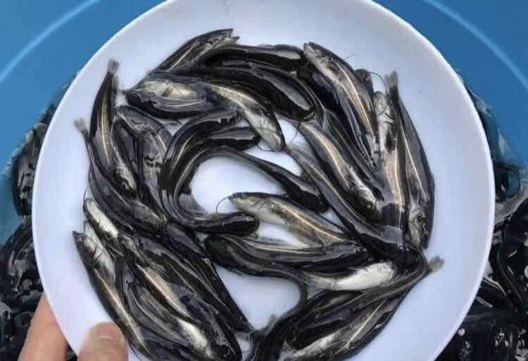 南昌大口鲶鱼苗  大口鲢鱼苗 品种优良 规格齐全 基地直销