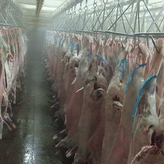 羊酮体 牛羊产品副产大量供应，常年大量屠宰生产