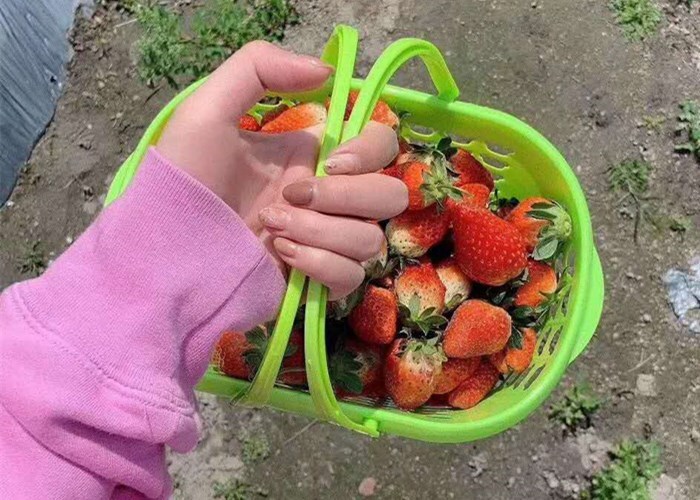 泰安牛奶草莓苗品种介绍，牛奶草莓苗基地