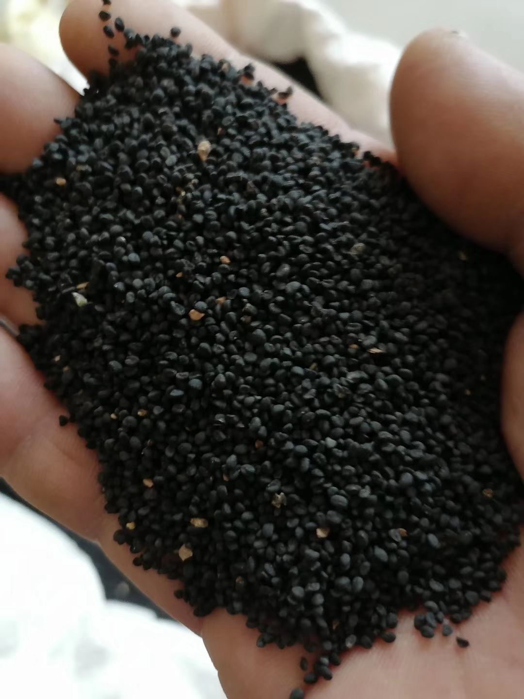 黄芩种子  精品黄芩籽过风过筛  芽率高  杂志少