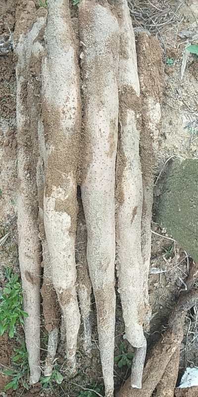 贺州淮山药 70~90cm