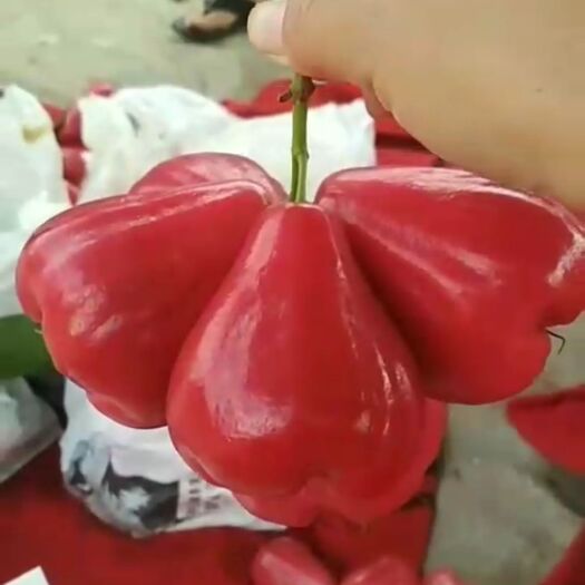 澄迈县 本土莲雾，每天采摘，新鲜，精挑细选，优中选优